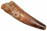 Fossil Spinosaurus Tooth - Feeding Worn Tooth #370696-1